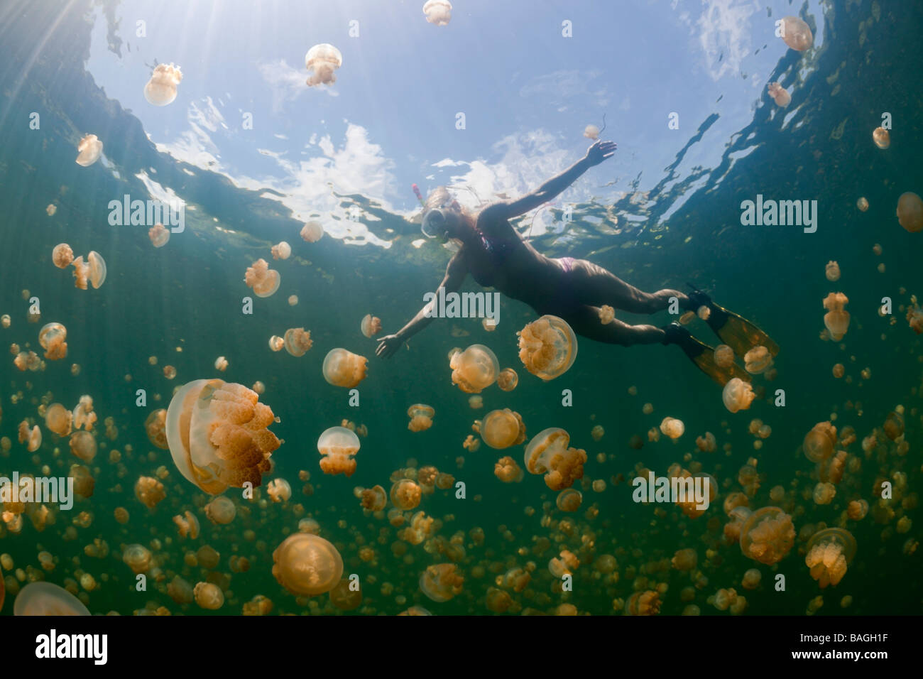 Swimming with Jellyfishes Mastigias papua etpisonii Jellyfish Lake