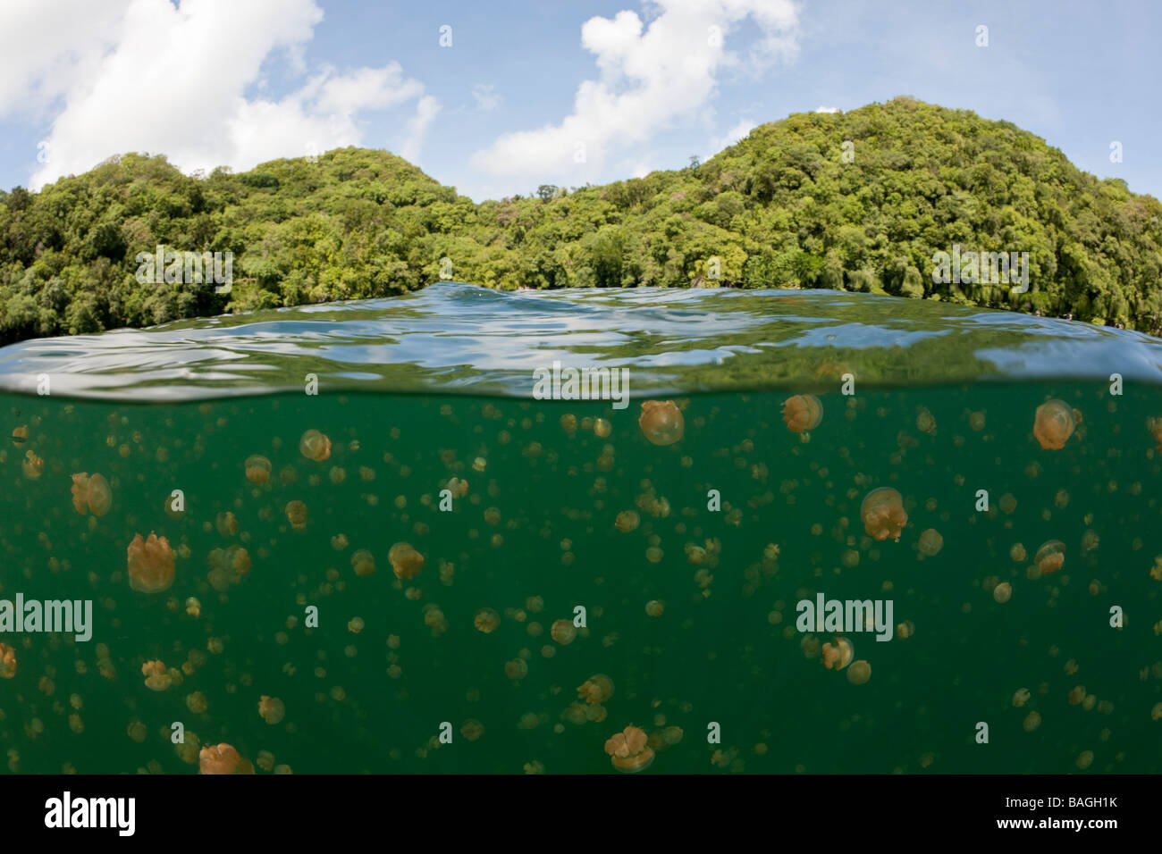 Jellyfishes in Marine Lake Mastigias papua etpisonii Jellyfish Lake Micronesia Palau Stock Photo
