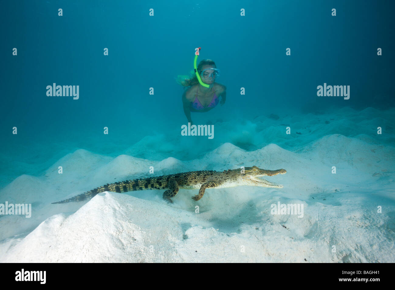 Skin Diver meets Saltwater Crocodile Crocodylus porosus Micronesia