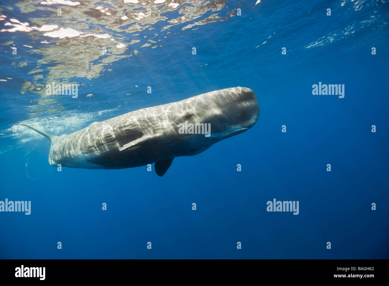 Sperm Whale Physeter catodon Lesser Antilles Caribbean Dominica Stock