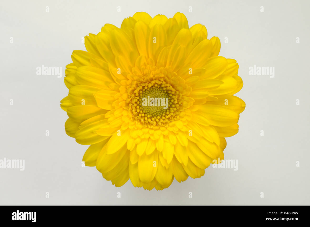 Barberton Daisy, Gerbera, Transvaal Daisy (Gerbera jamesonii), flower, studio picture Stock Photo