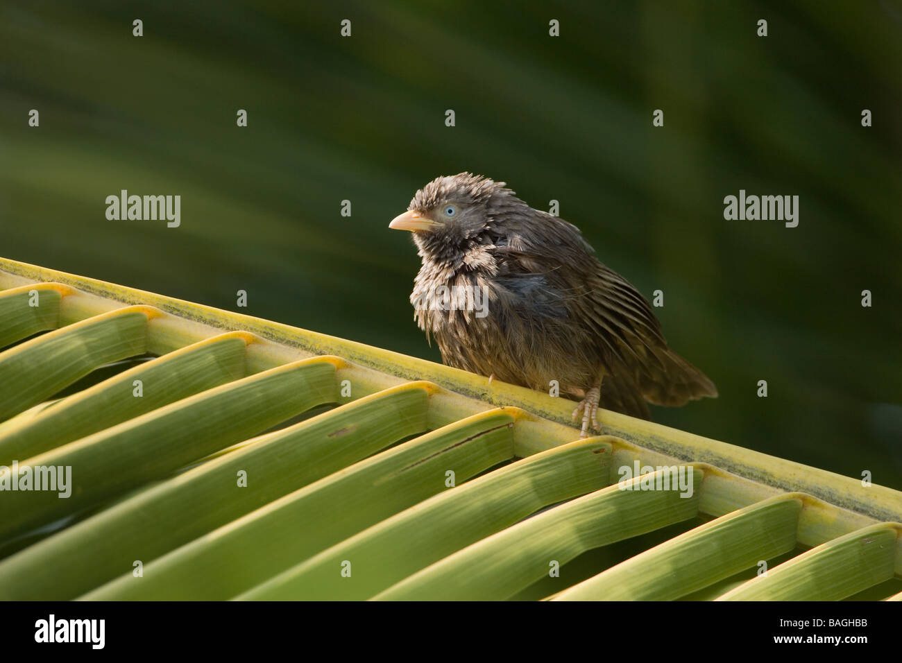 Yellowbilled Babbler also called the Whiteheaded Babbler (Turdoides