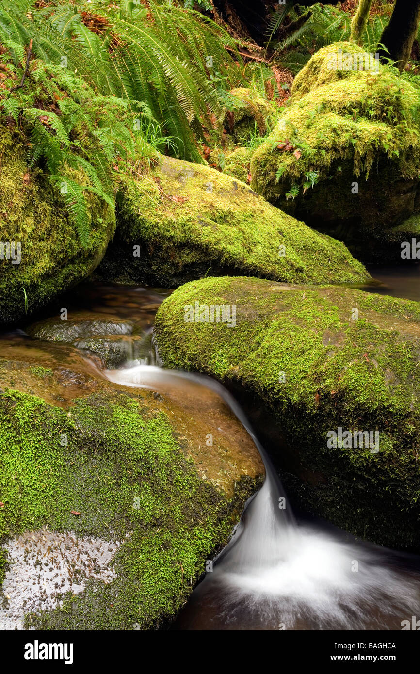 Creek with moss covered rocks Beacon Rock State Park, North Bonneville, Washington Stock Photo