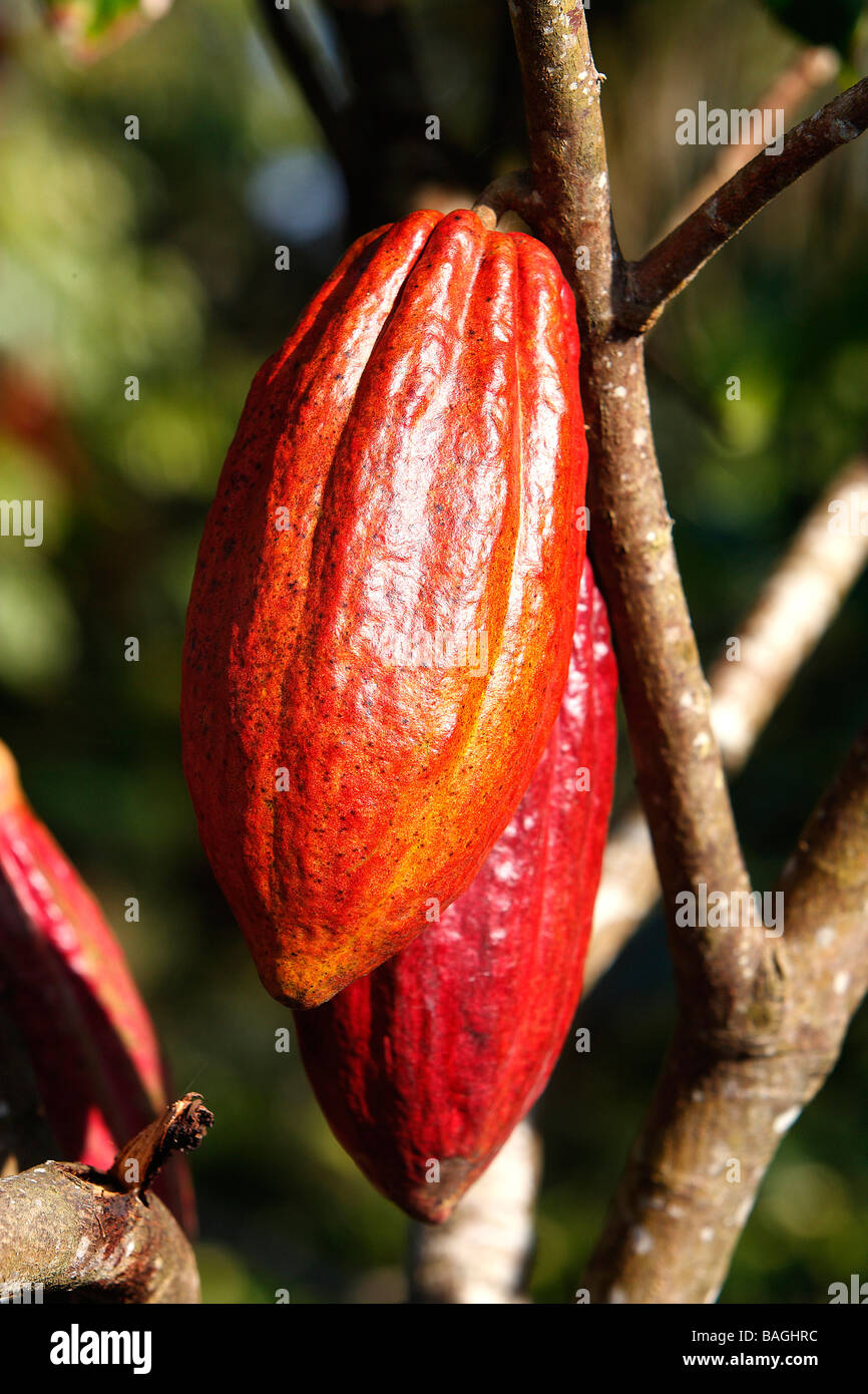 Cacao, Chocolate Nut Tree (Theobroma cacao), fruit pods on tree Stock Photo