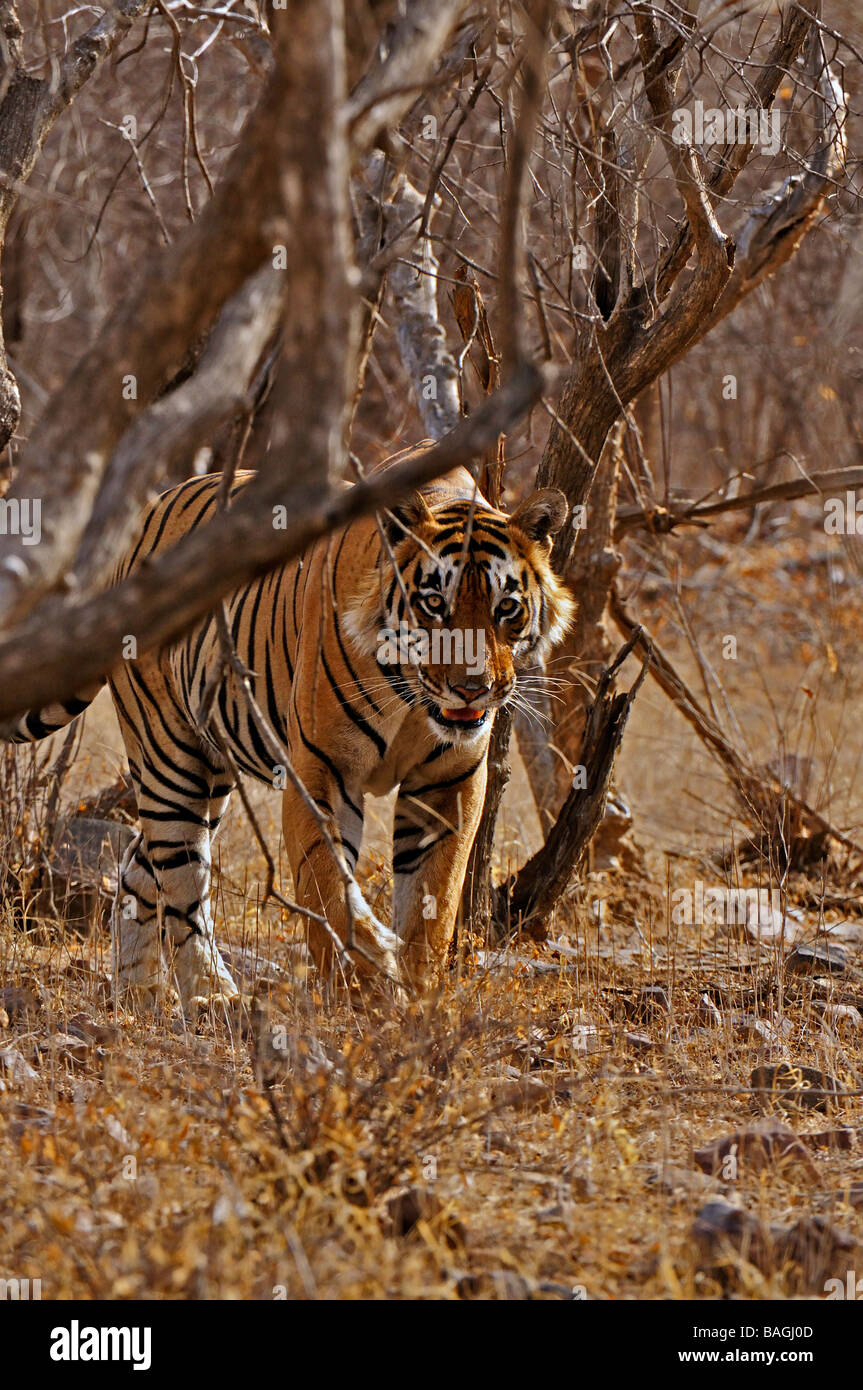 Wild Bengal Tiger Walking Towards The Camera In The Dry Deciduous ...