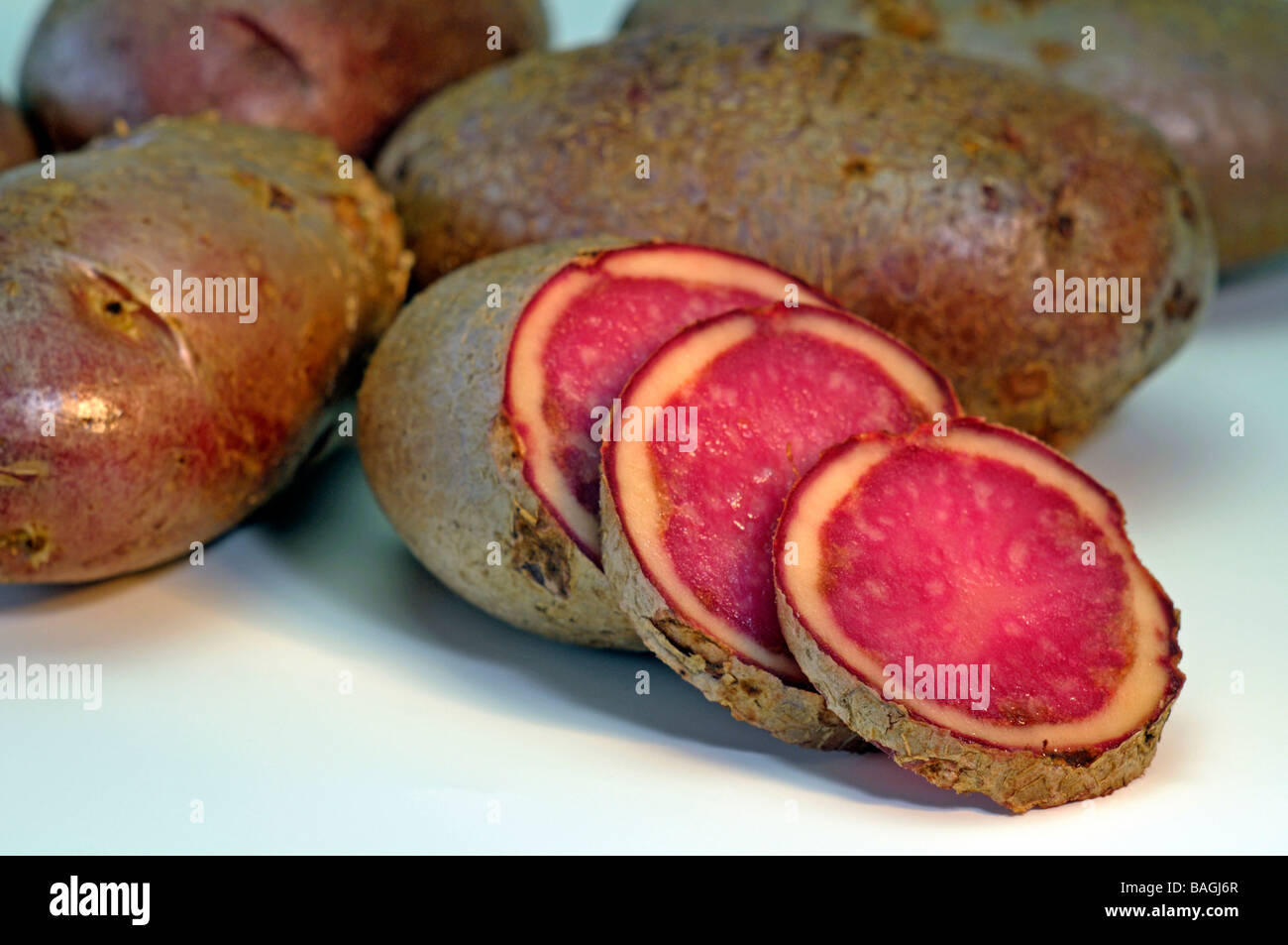 Potato (Solanum tuberosum), variety: Highland Burgundy Red, studio picture Stock Photo