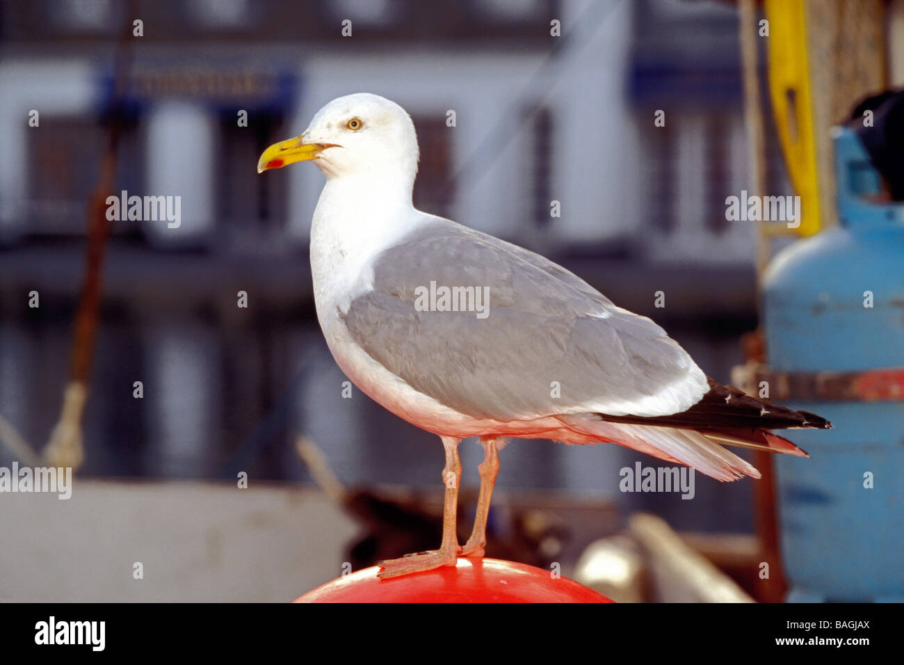Herring Gull (Larus argentatus), adult in a harbor Stock Photo