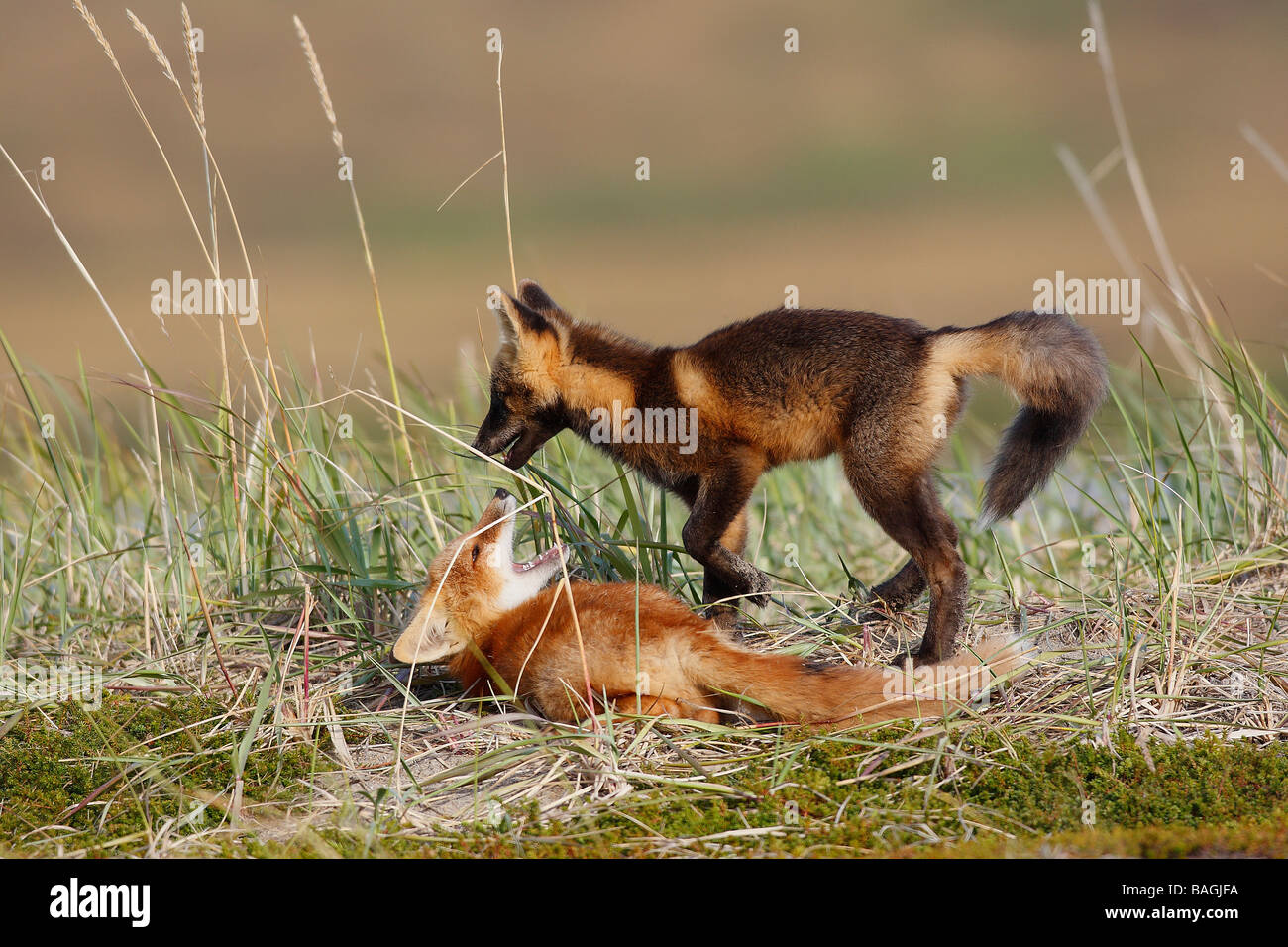 Red Fox (Vulpes vulpes).  Young from the year playing, Dark phase and regular phase Stock Photo