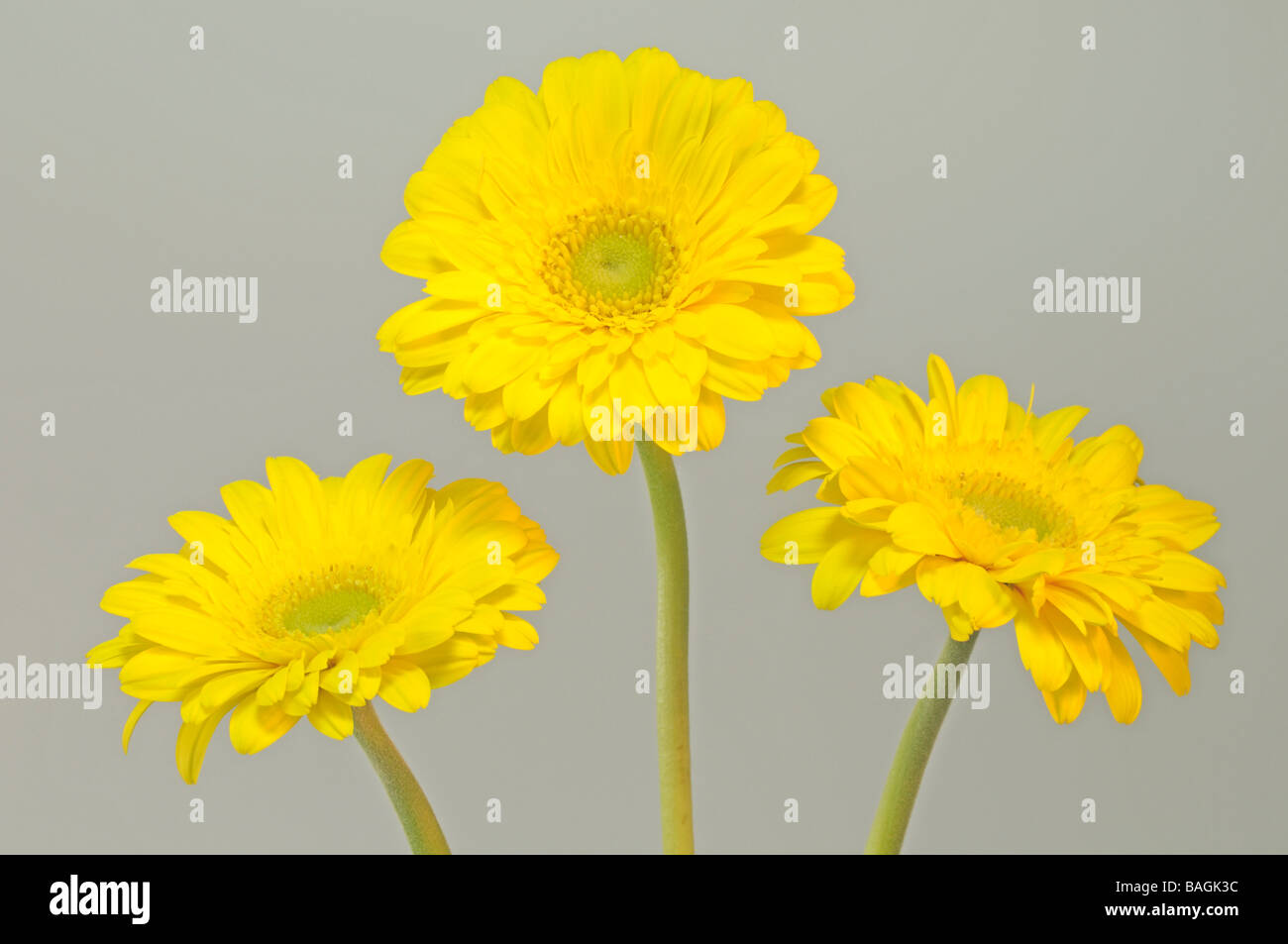 Barberton Daisy, Gerbera, Transvaal Daisy (Gerbera jamesonii), three flowers, studio picture Stock Photo