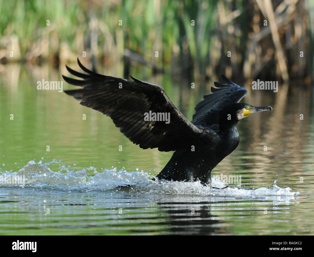 A cormorant or shag coming in to land, home to roost Stock Photo Alamy