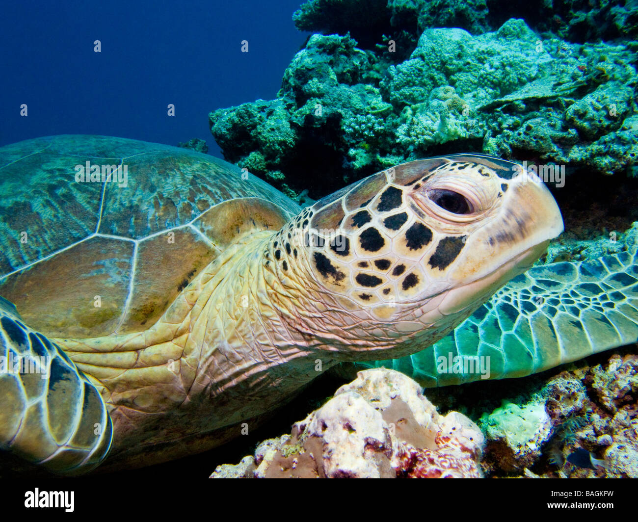 Green Turtle's Head close up with blue background and coral Stock Photo