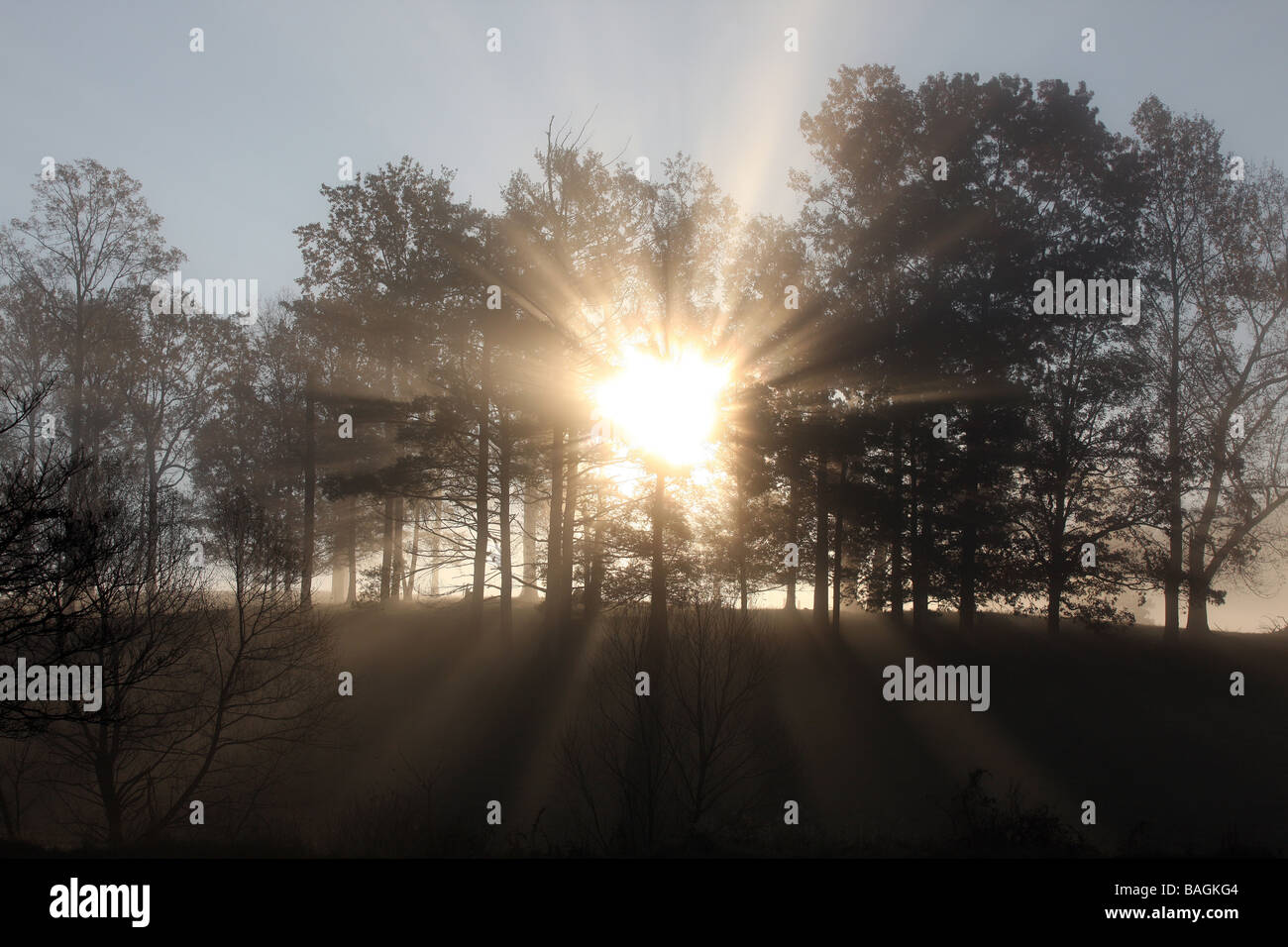 Fog and sunlight sets through the trees in the early morning hours in ...