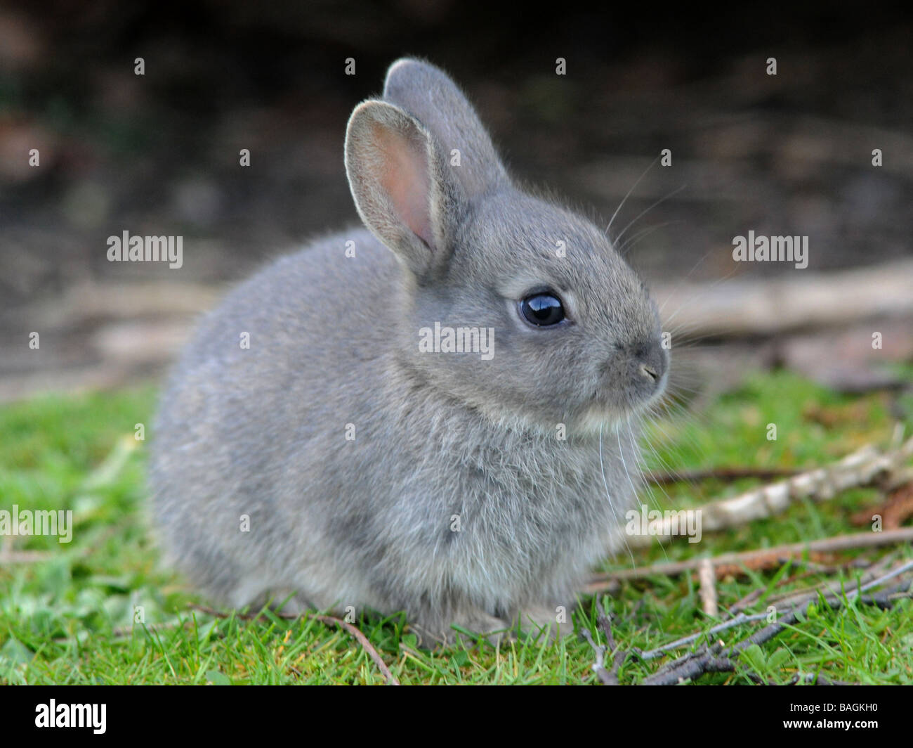 A small wild grey baby rabbit. Stock Photo