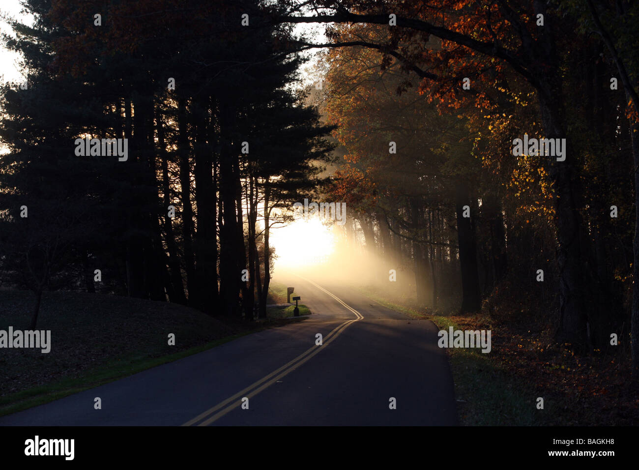 Fog sets through the trees and winding roads in the early morning hours ...