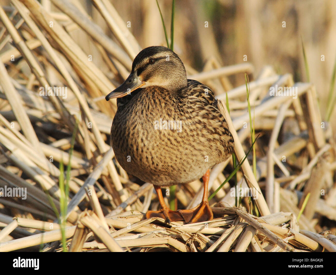A female mallard duck nesting and sitting on straw. Stock Photo