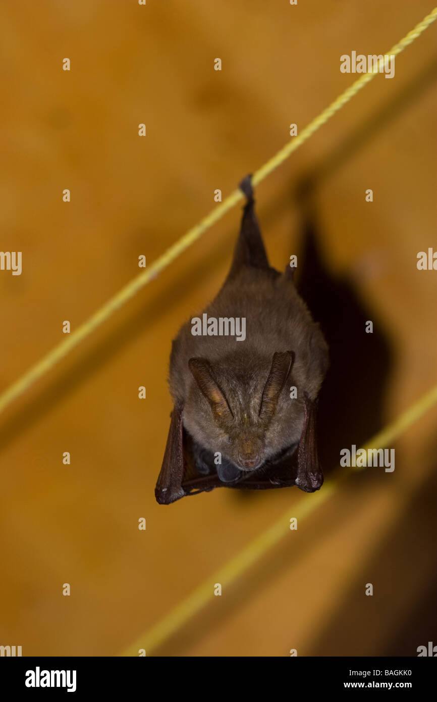 Bat hanging upside down Stock Photo Alamy