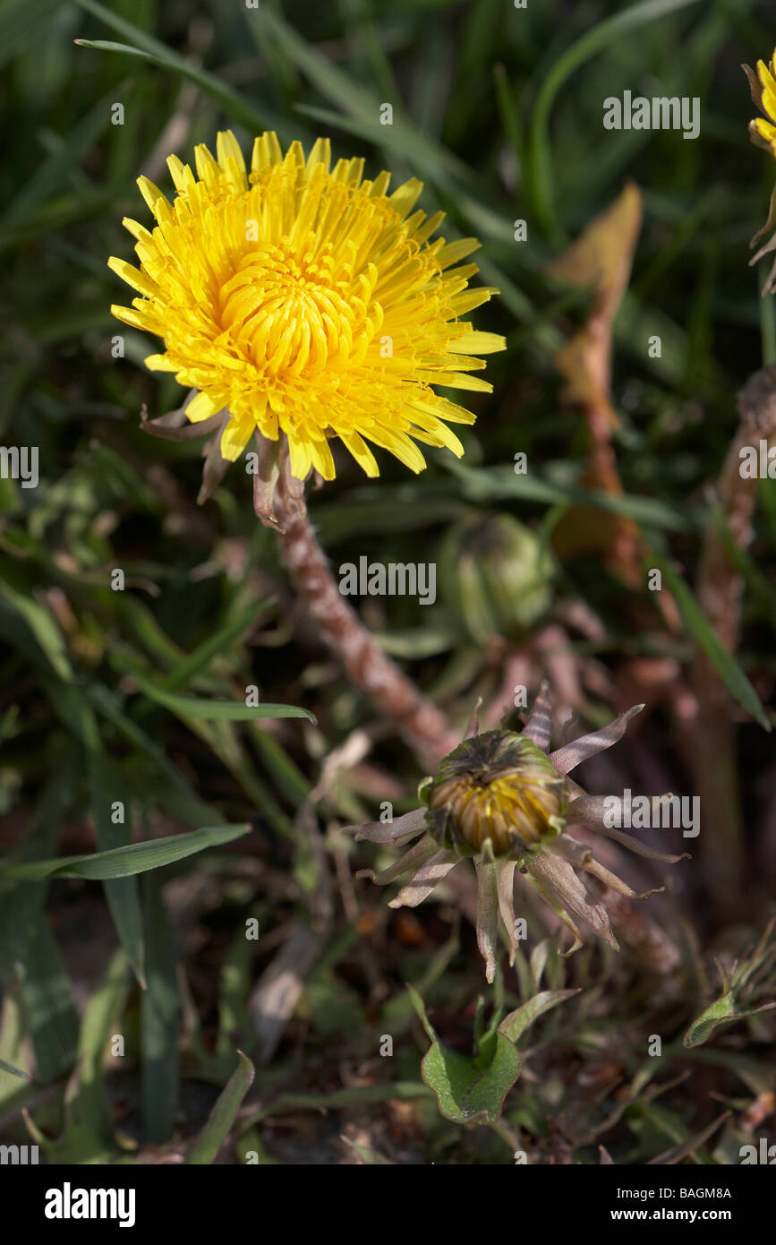 Dandelion flowers up close Stock Photo Alamy