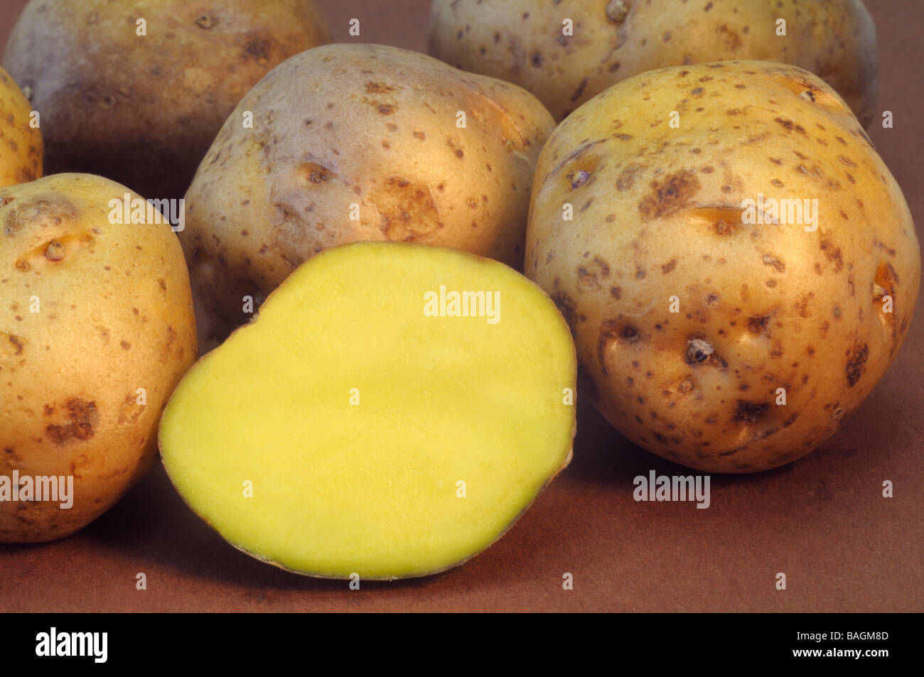 Potato (Solanum tuberosum), variety: La Bonnotte, studio picture Stock Photo