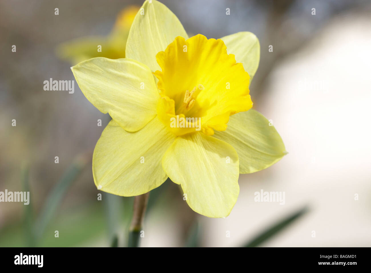 a-yellow-narcissus-daffodil-flower-close-up-stock-photo-alamy