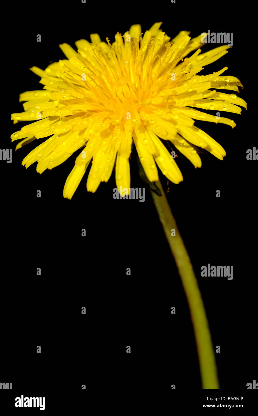 Dandelion flower on a black background Stock Photo