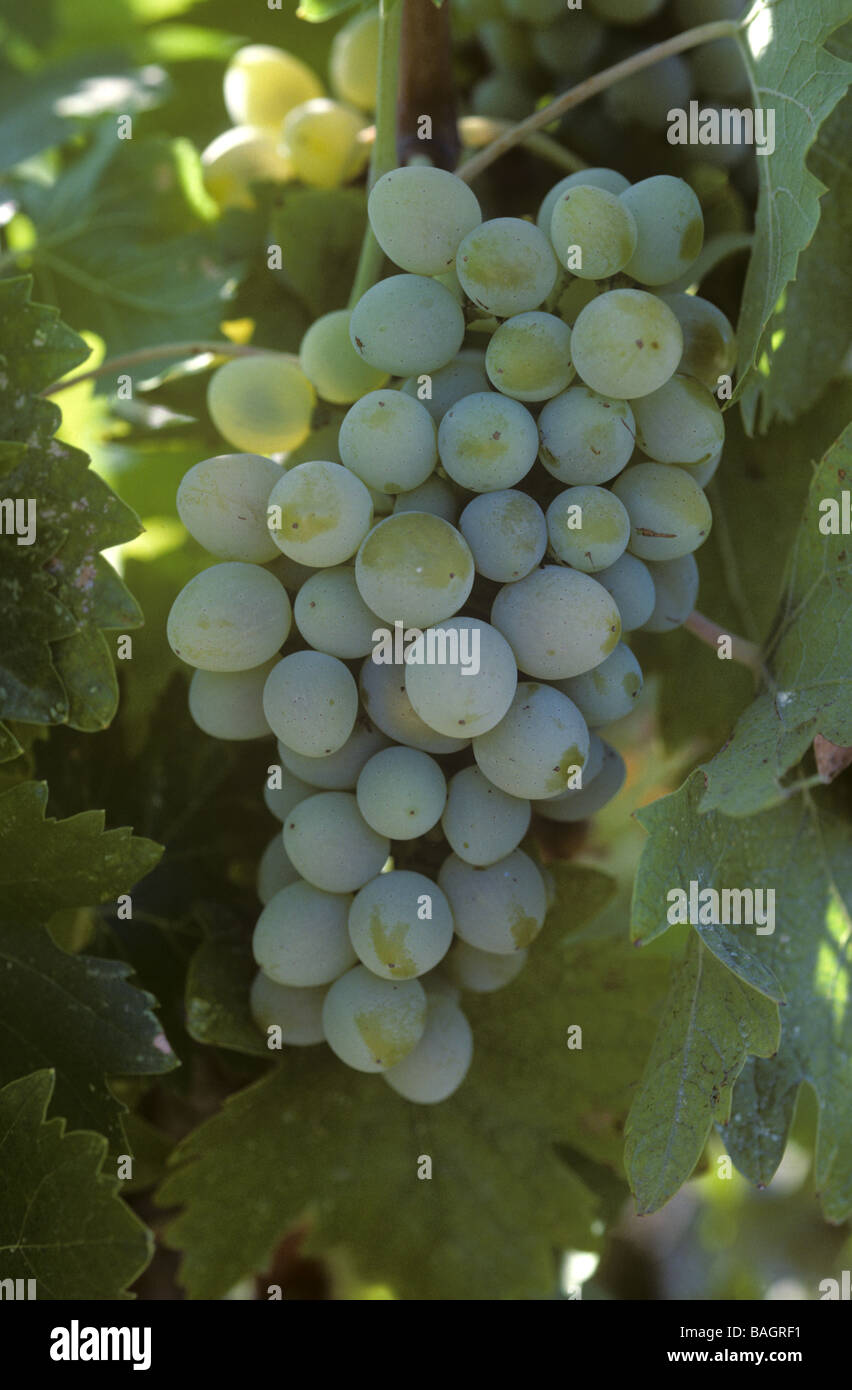 Mature white wine grapes on the grapevine in Tsada Region of Cyprus Stock Photo