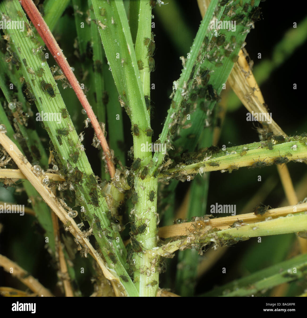 A severe infestation of bird cherry aphids Rhopalosiphum padi on a young barley plant Stock Photo