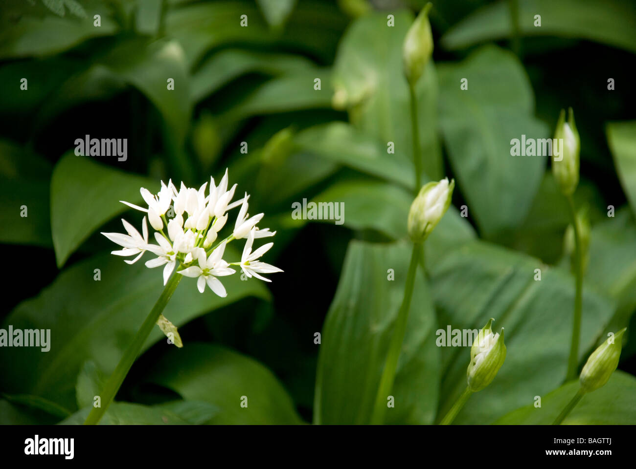 Wild garlic aka ramsons growing in a shady wood flowering in spring Stock Photo