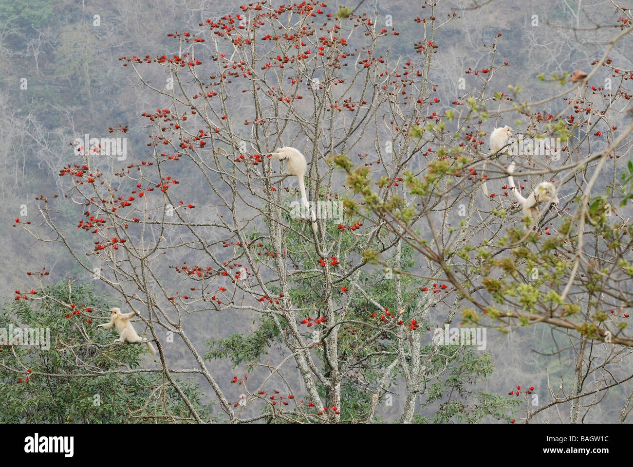 Bhutan, Trongsa District, Jigme Singye Wangchuck National Park, Gee's ...