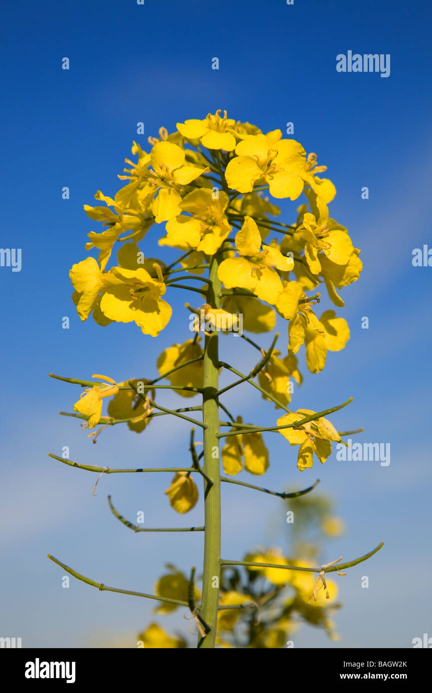 Oil Seed Rape In Flower Stock Photo - Alamy