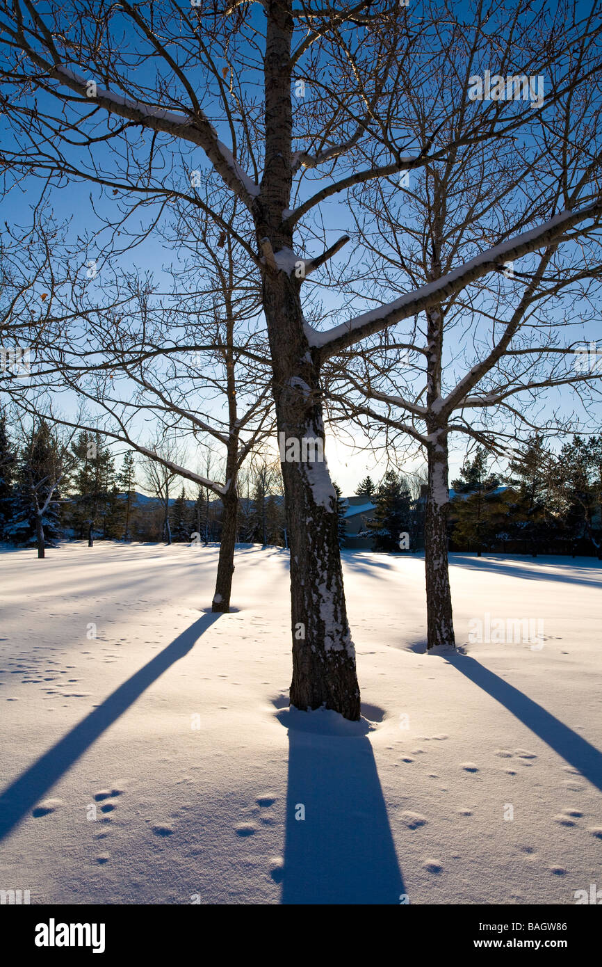 Deciduous trees in winter, Edmonton, Alberta, Canada Stock Photo Alamy