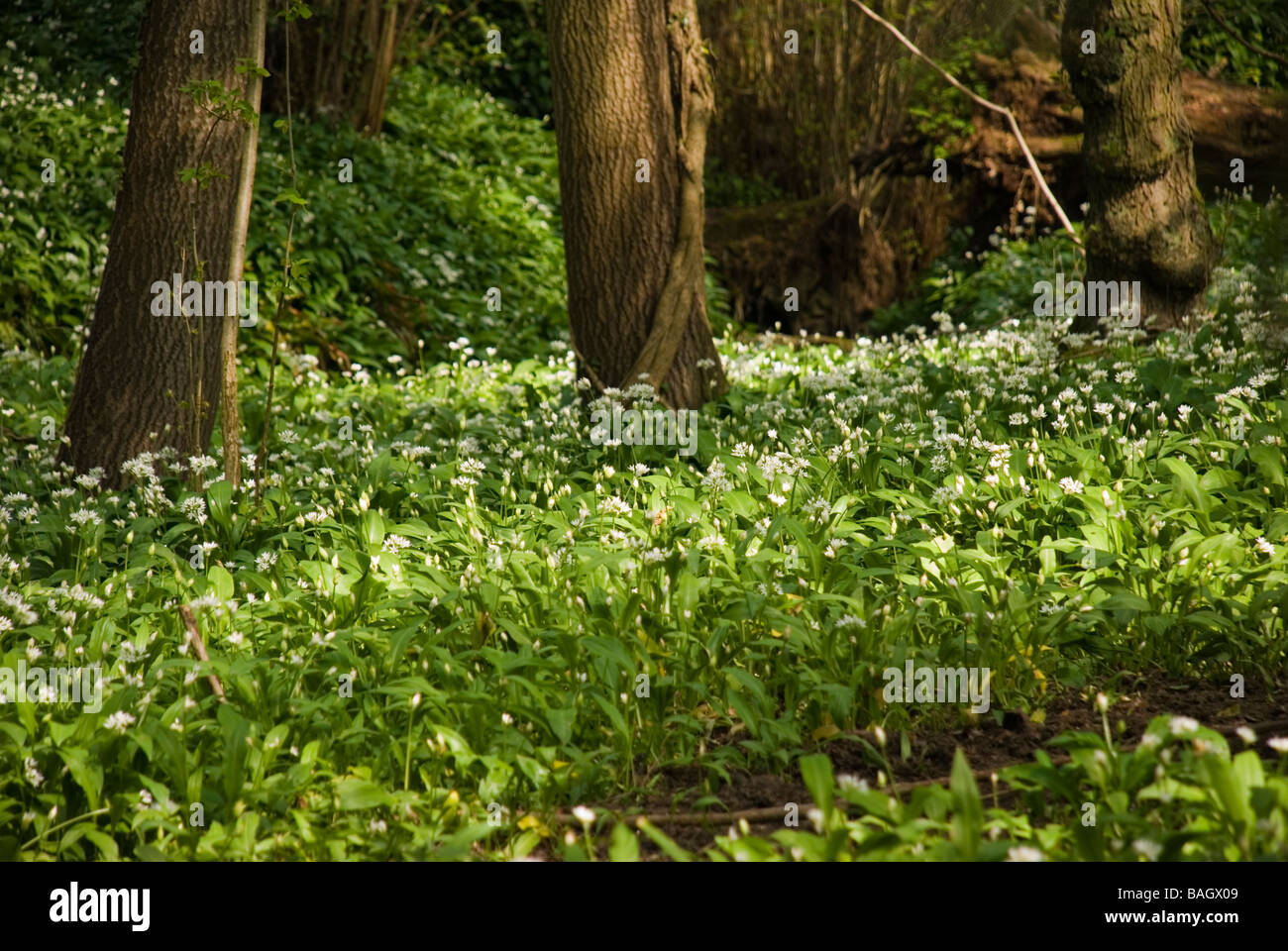 Wild garlic aka ramsons growing in a shady wood Stock Photo Alamy