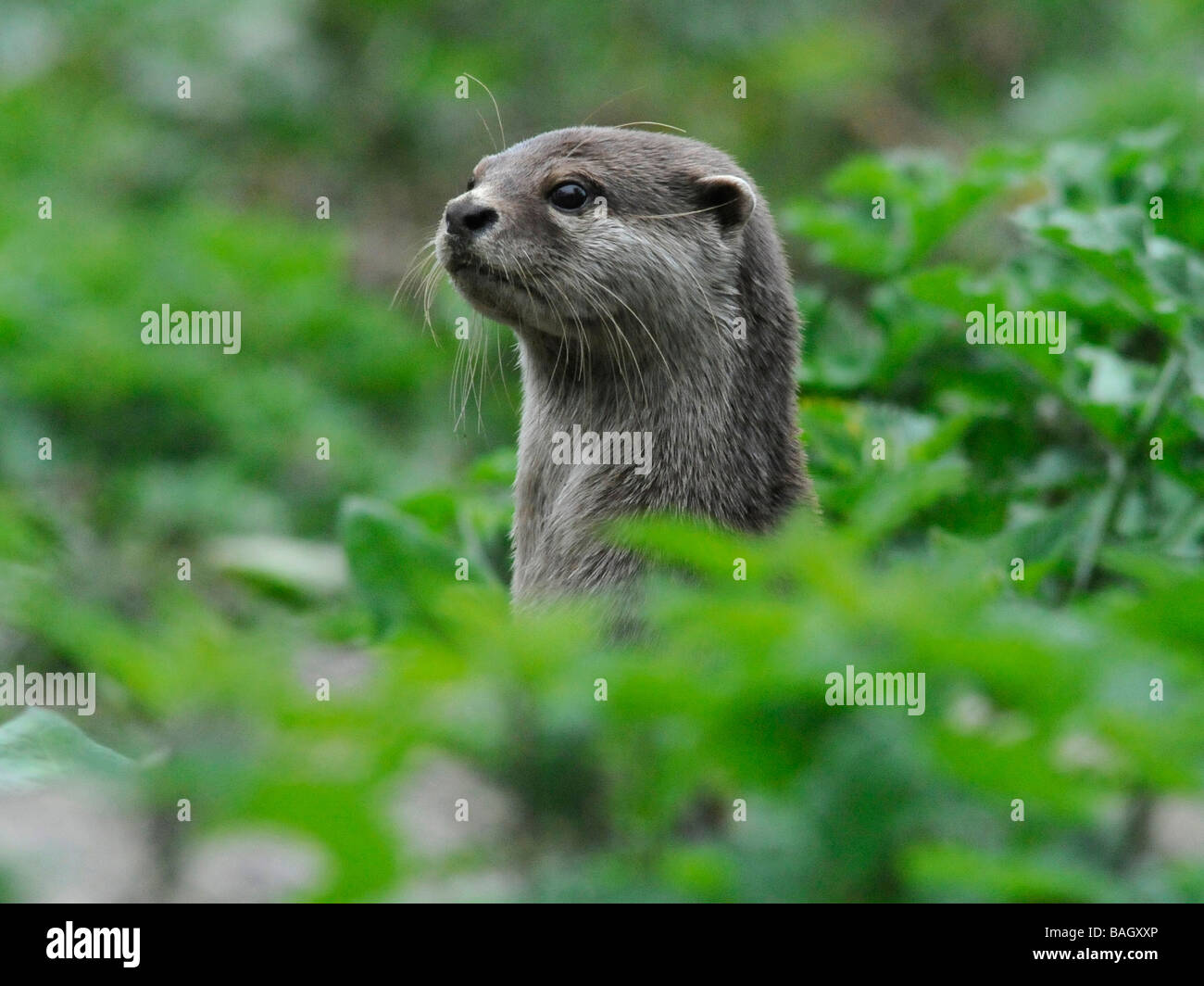 An asian short clawed otter on guard and alert amongst woodland. Stock Photo