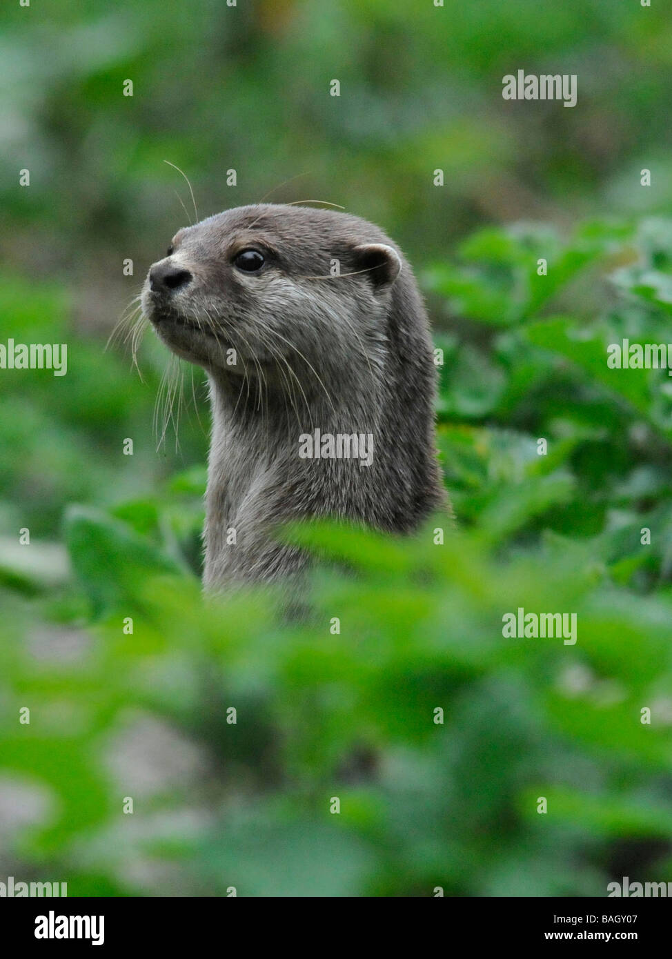 An asian short clawed otter on guard and alert amongst woodland. Stock Photo