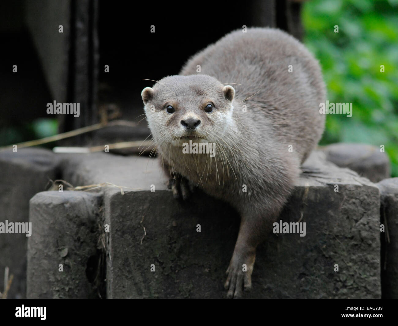 An asian short clawed otter on guard outside his holt. Stock Photo