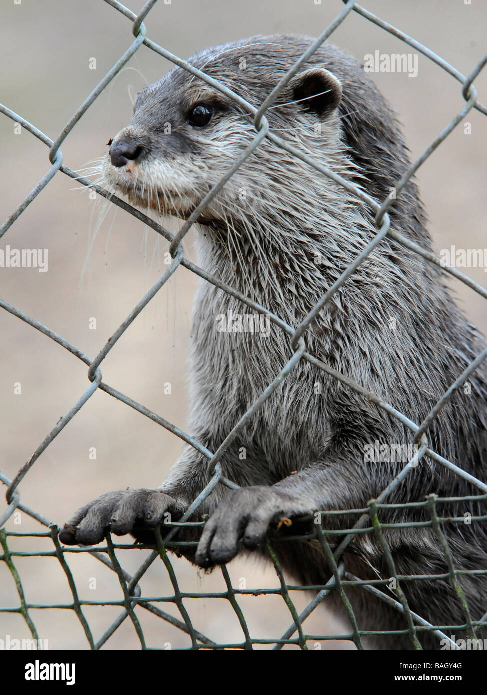 A captive asian shortclawed otter in captivity in a caged. Stock Photo