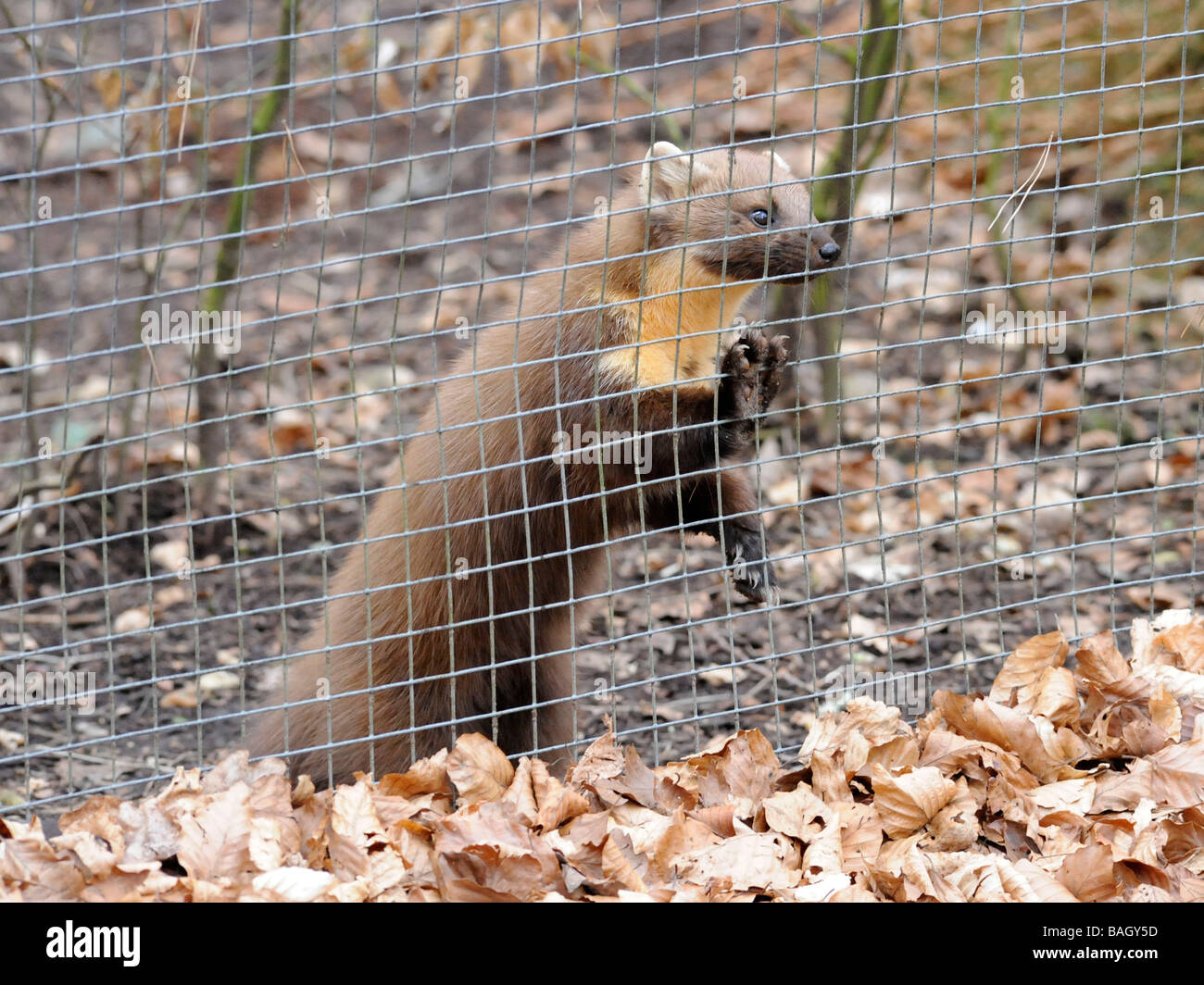 A captive pine marten in a cage, looking through bars. Stock Photo