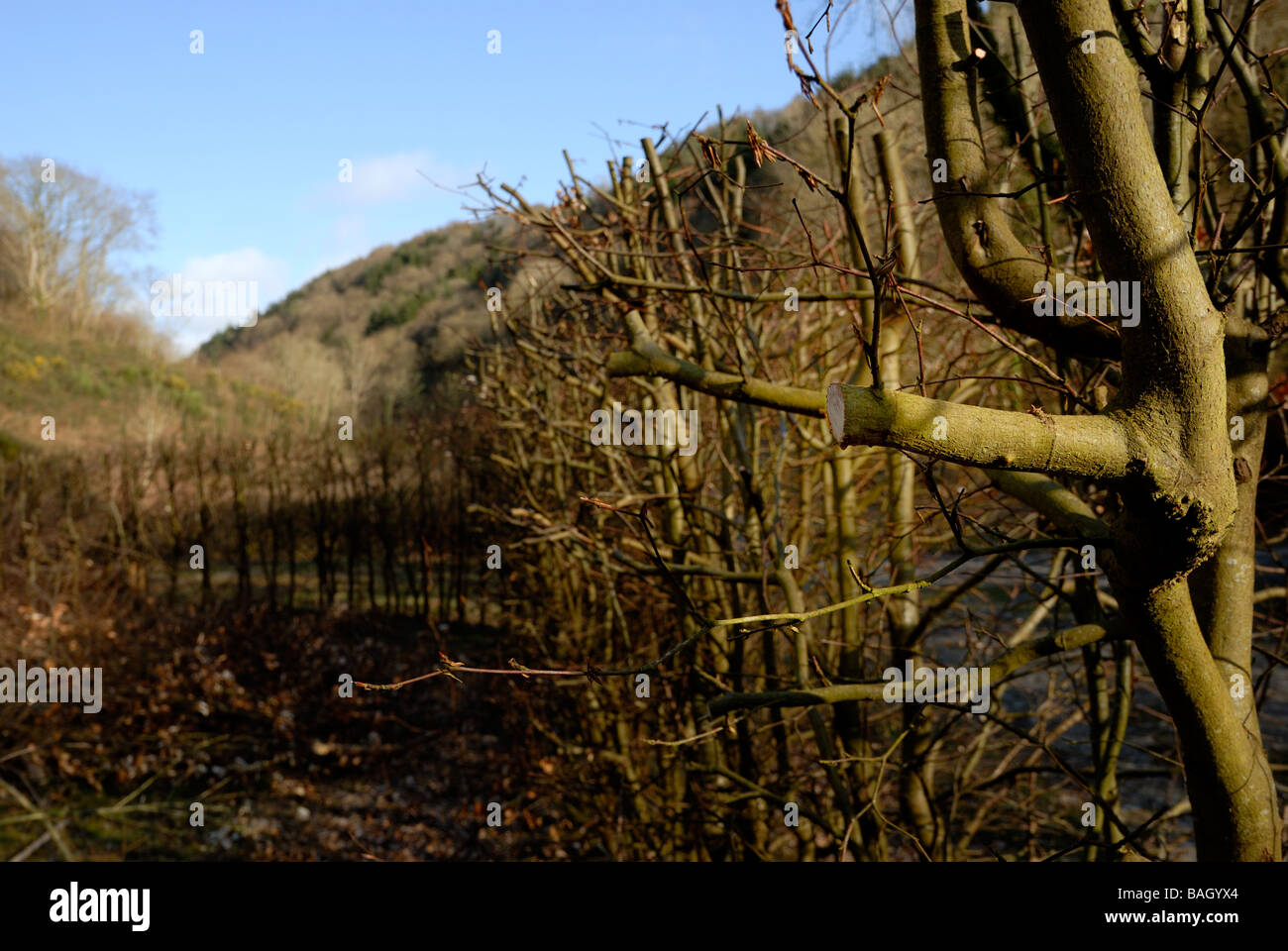 Fagus sylvatica Beech hedge hard pruned to stimulate growth Stock Photo