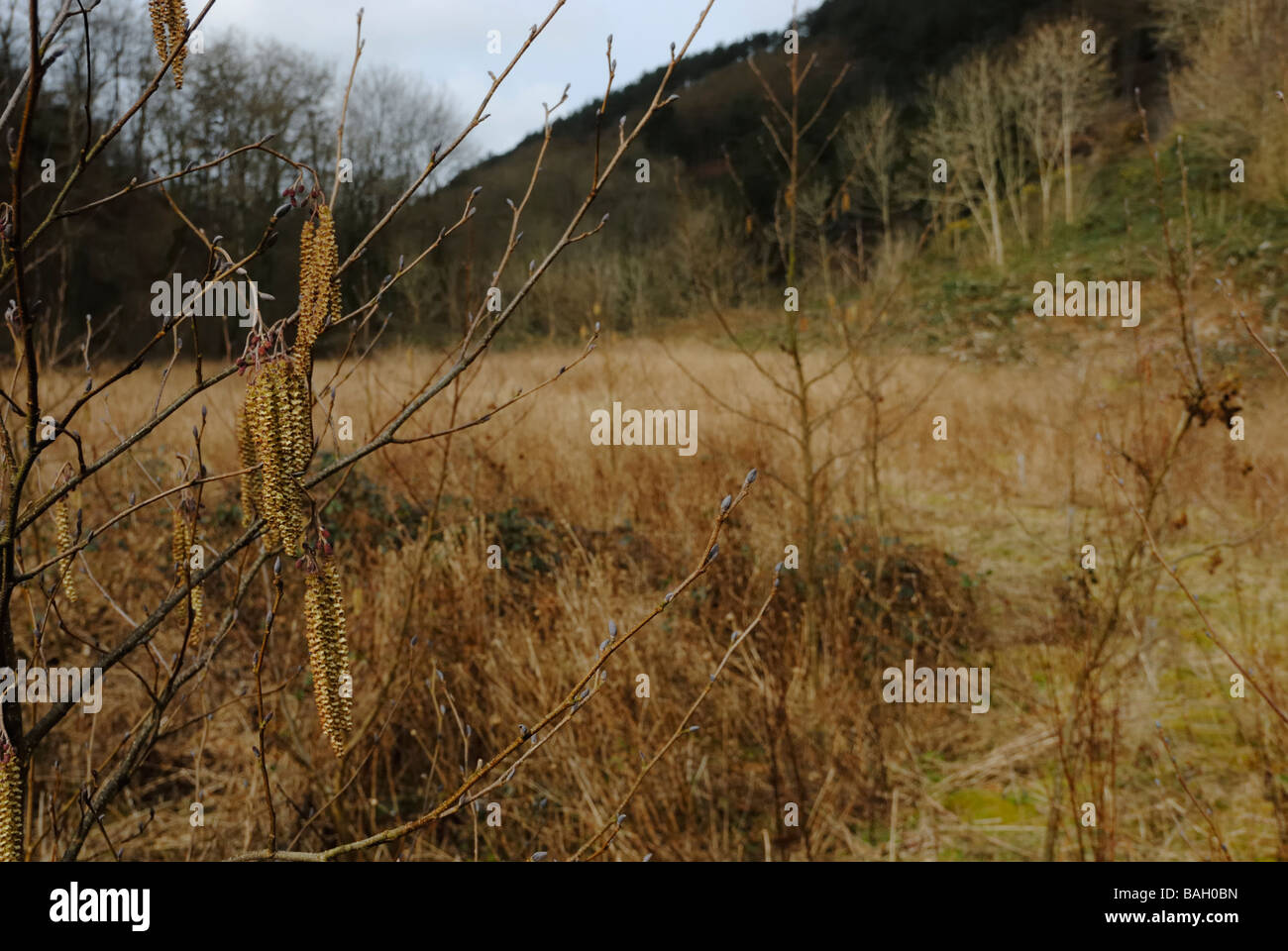 Alnus glutinosa Alder trees planted in rough pasture Wales Stock Photo