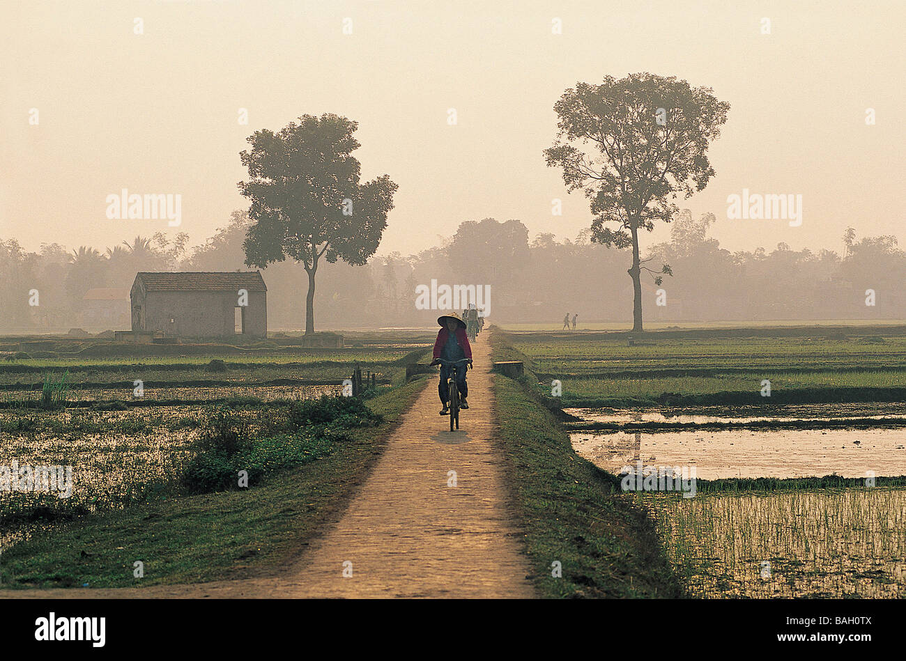 Vietnam, near Hanoi, dike crossing rice fields Stock Photo