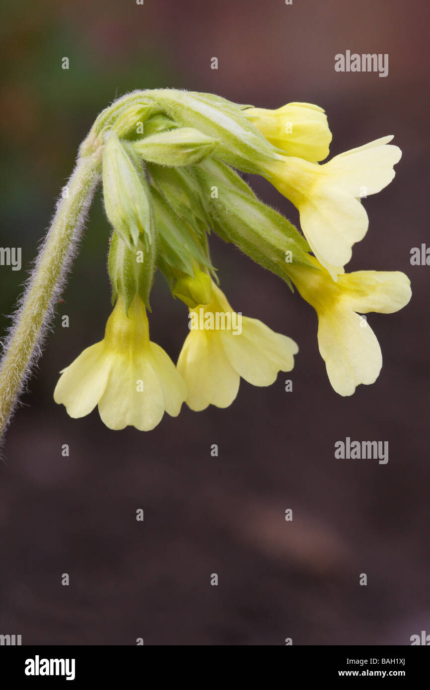 Oxlip - Primula elatior Stock Photo