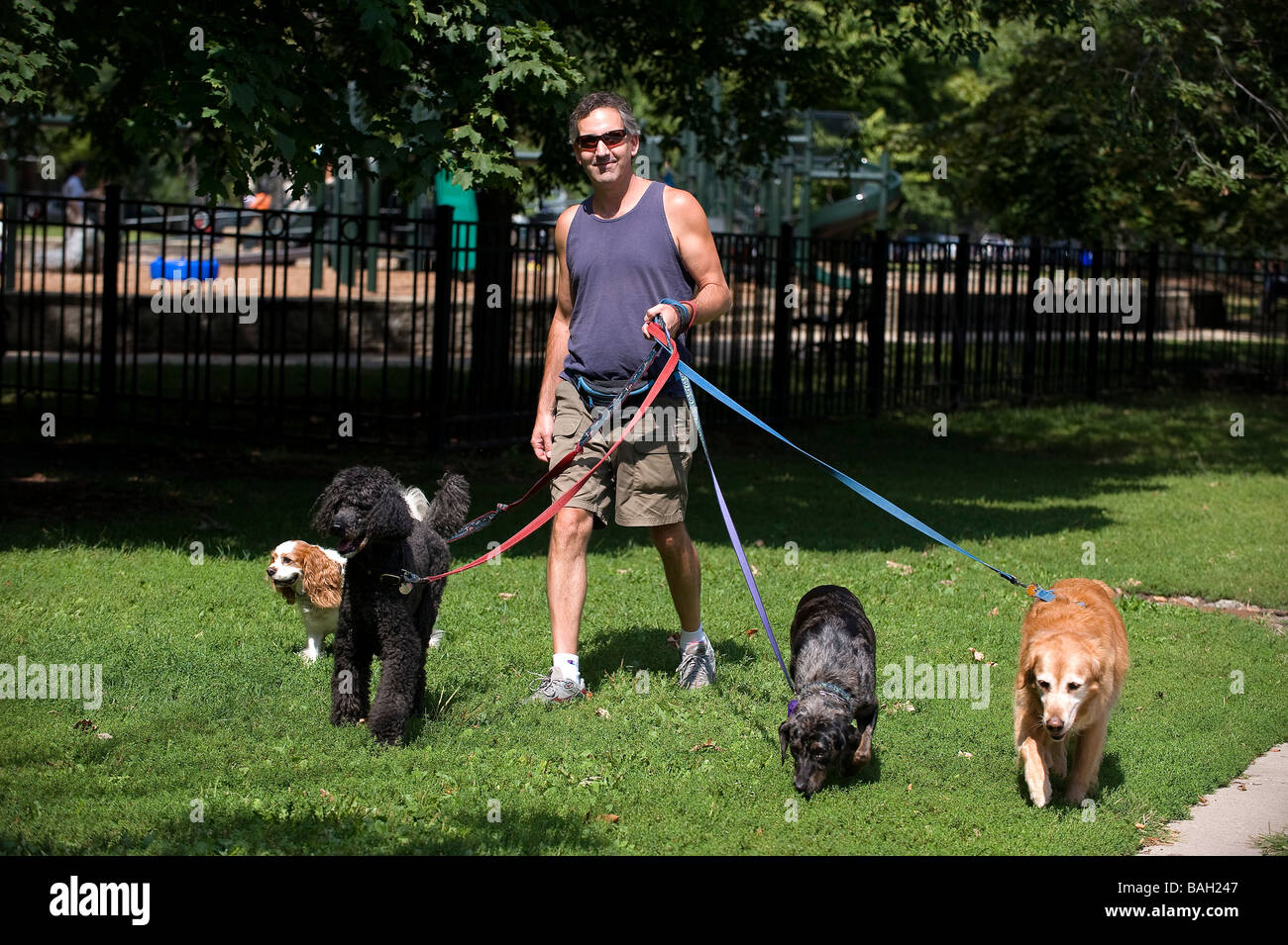 dog walking jobs chicago dog walking jobs chicago