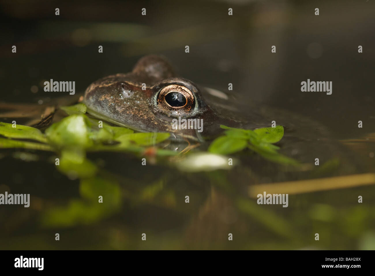 Common frog - Rana temporaria Stock Photo