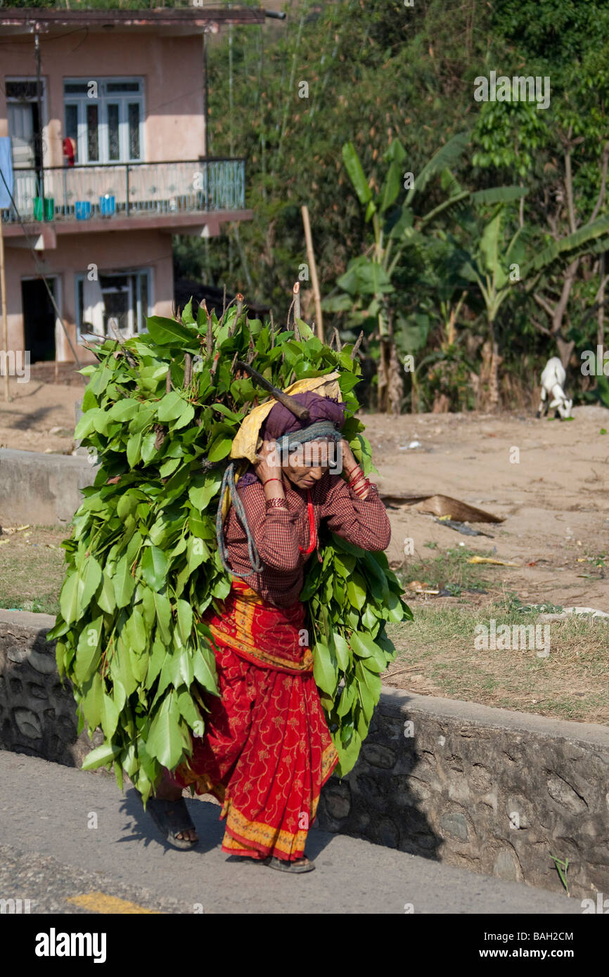 old woman carrying load of leaves on her head farming in Nepal Kathmandu Stock Photo