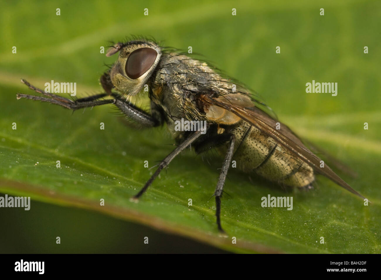 Cluster Fly - Pollenia rudis Stock Photo