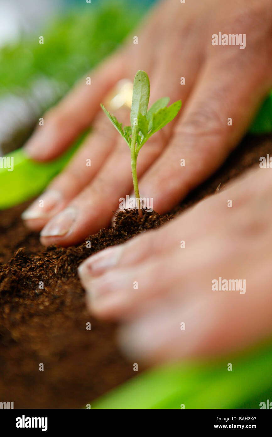 Seedling being planted. Stock Photo