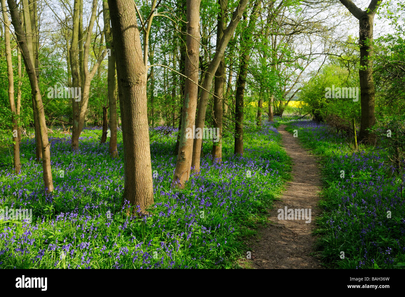 Gamlingay Wood Cambridgeshire England UK Stock Photo Alamy
