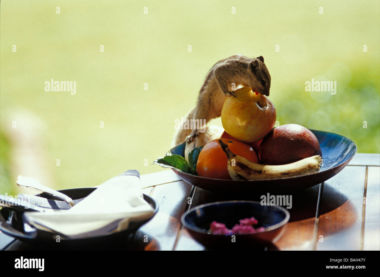 India, Rajasthan State, Ranthambore, Oberoi Vanyavilas resort, chipmunk (Tamias sibiricus)eating from a fresh fruit plate Stock Photo