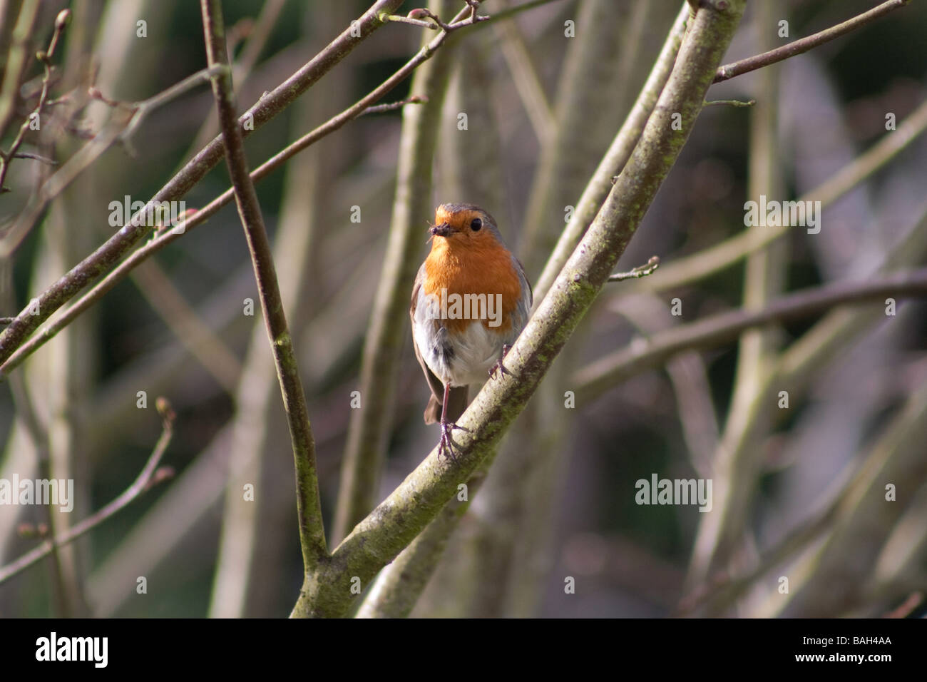 Robin eating an insect Stock Photo - Alamy