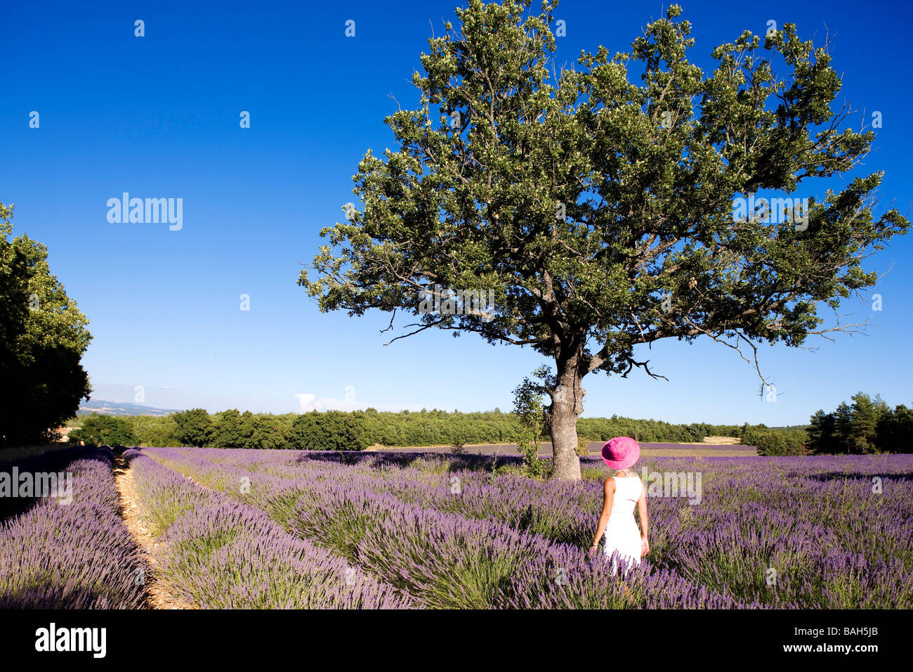 France, Vaucluse, Sault, lavender fields Stock Photo