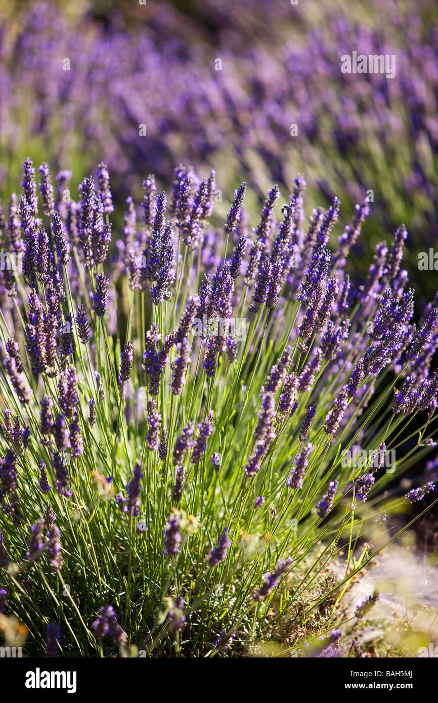 France, Vaucluse, Sault, lavender fields Stock Photo